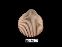 藏品(多刺鳥尾蛤)的圖片